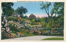 RhododendronsHighlandPark